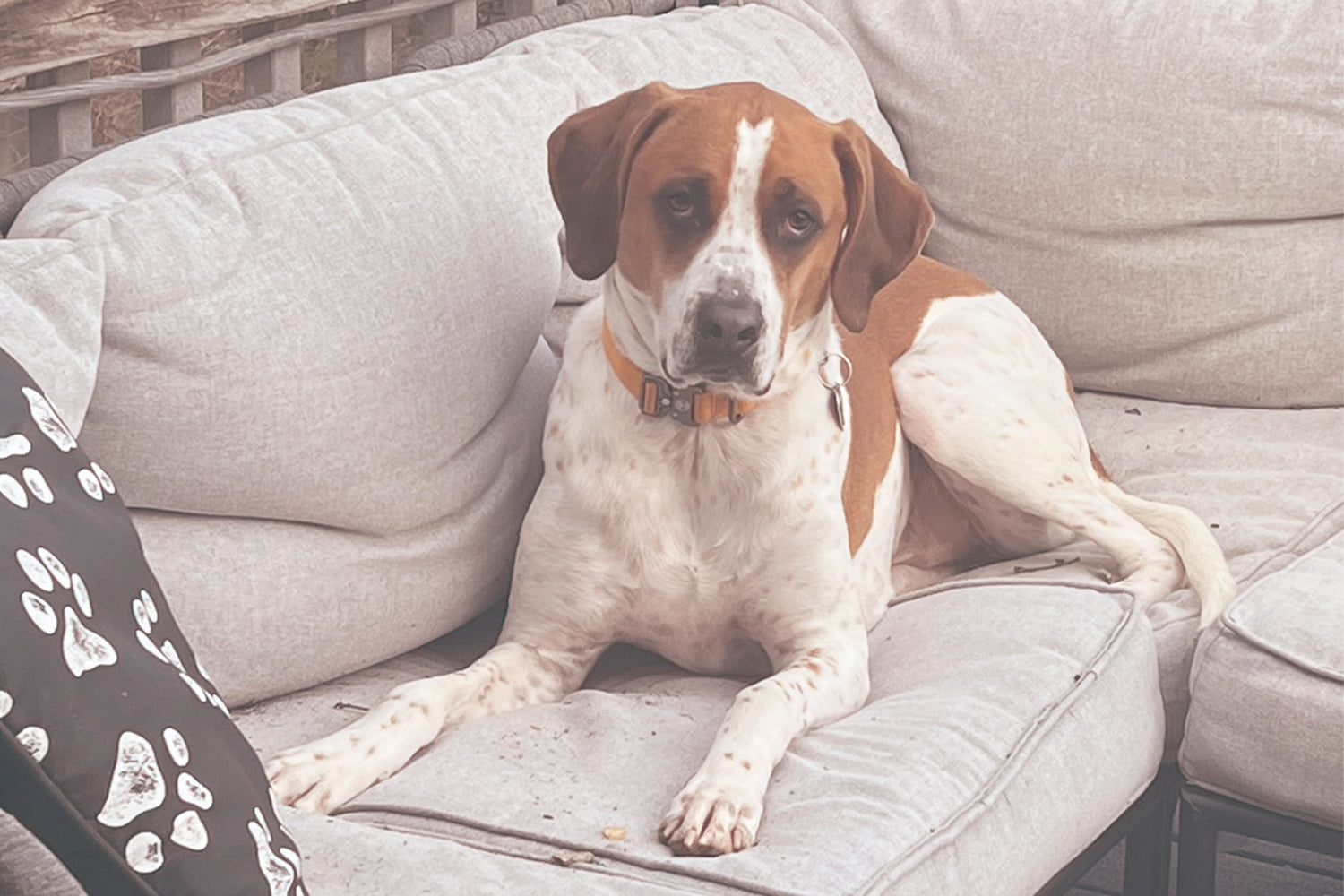 STINKER OF THE MONTH / FEBRUARY 2026 : WALLIE