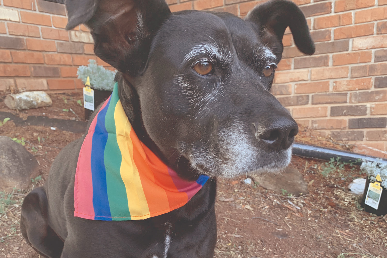 Stinker of the Month / January 2024: Chesney