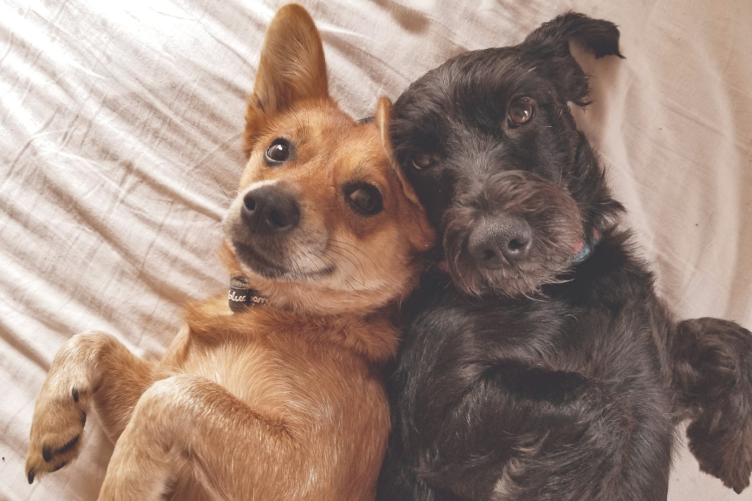 Stinkers of the Month / APRIL 2024: Theo & Jane