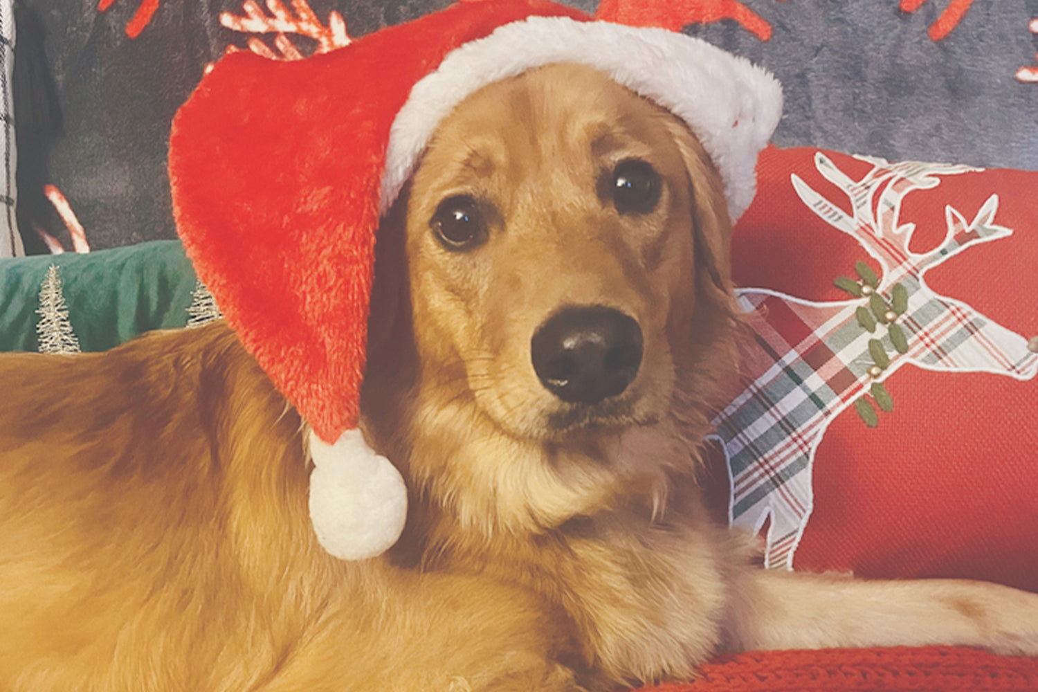 STINKER OF THE MONTH / DECEMBER  2025 : CHANDLER