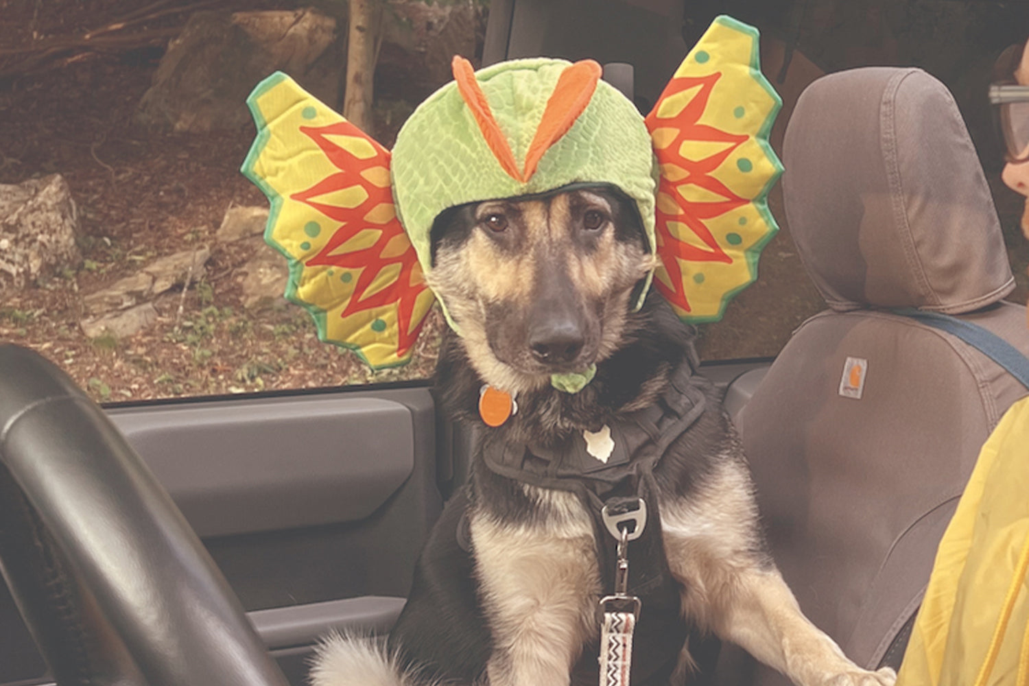 STINKER OF THE MONTH / AUGUST 2025 : RIPLEY