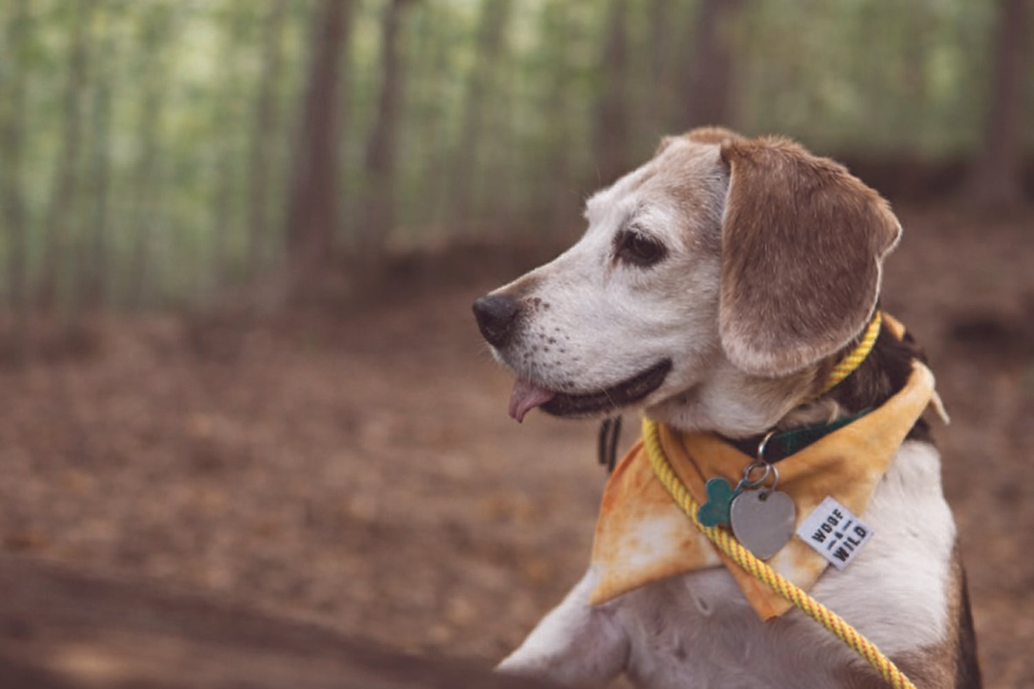 STINKER OF THE MONTH /APRIL  2026 : GILLIAN