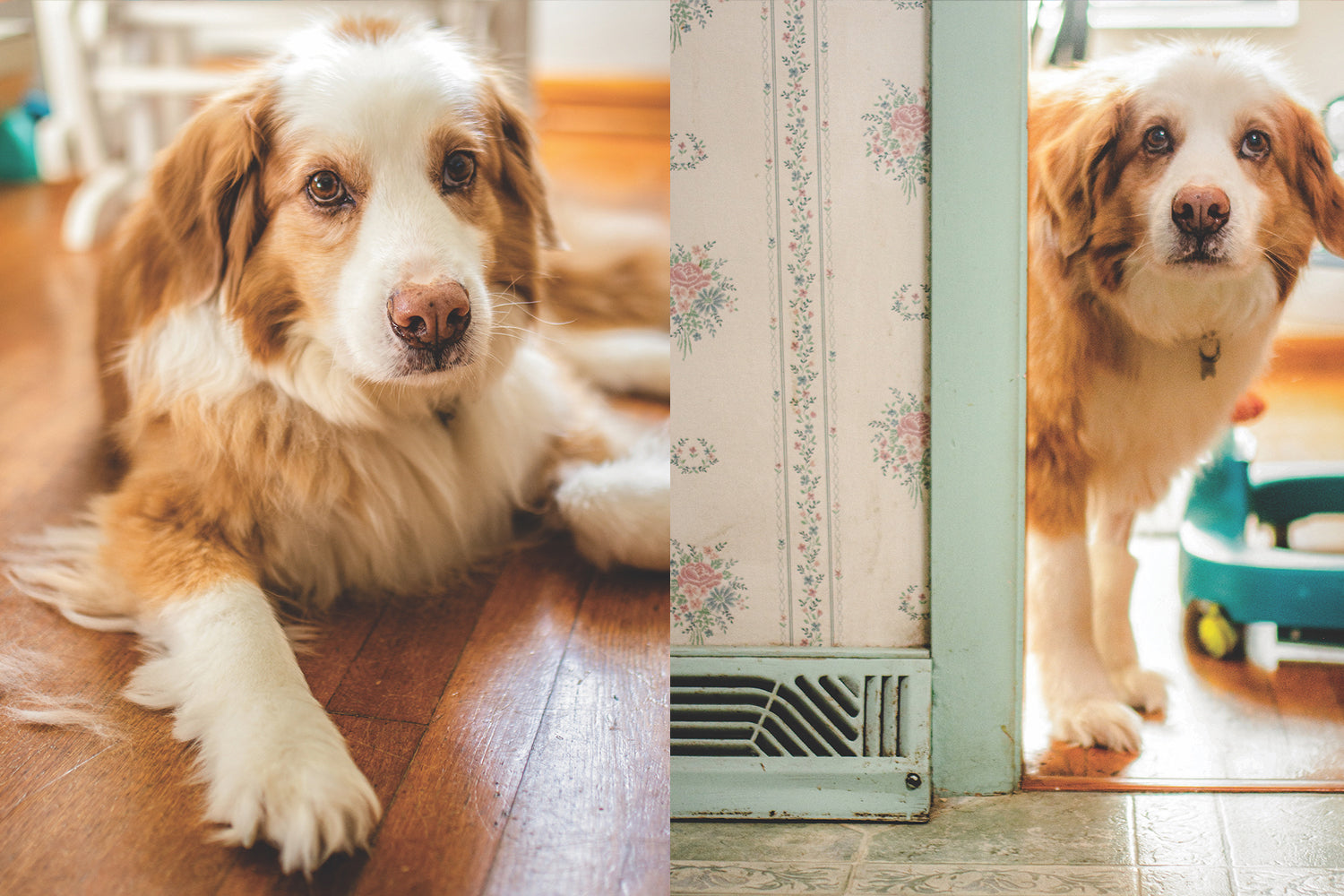 STINKER OF THE MONTH / OCTOBER 2026 : HARLEY