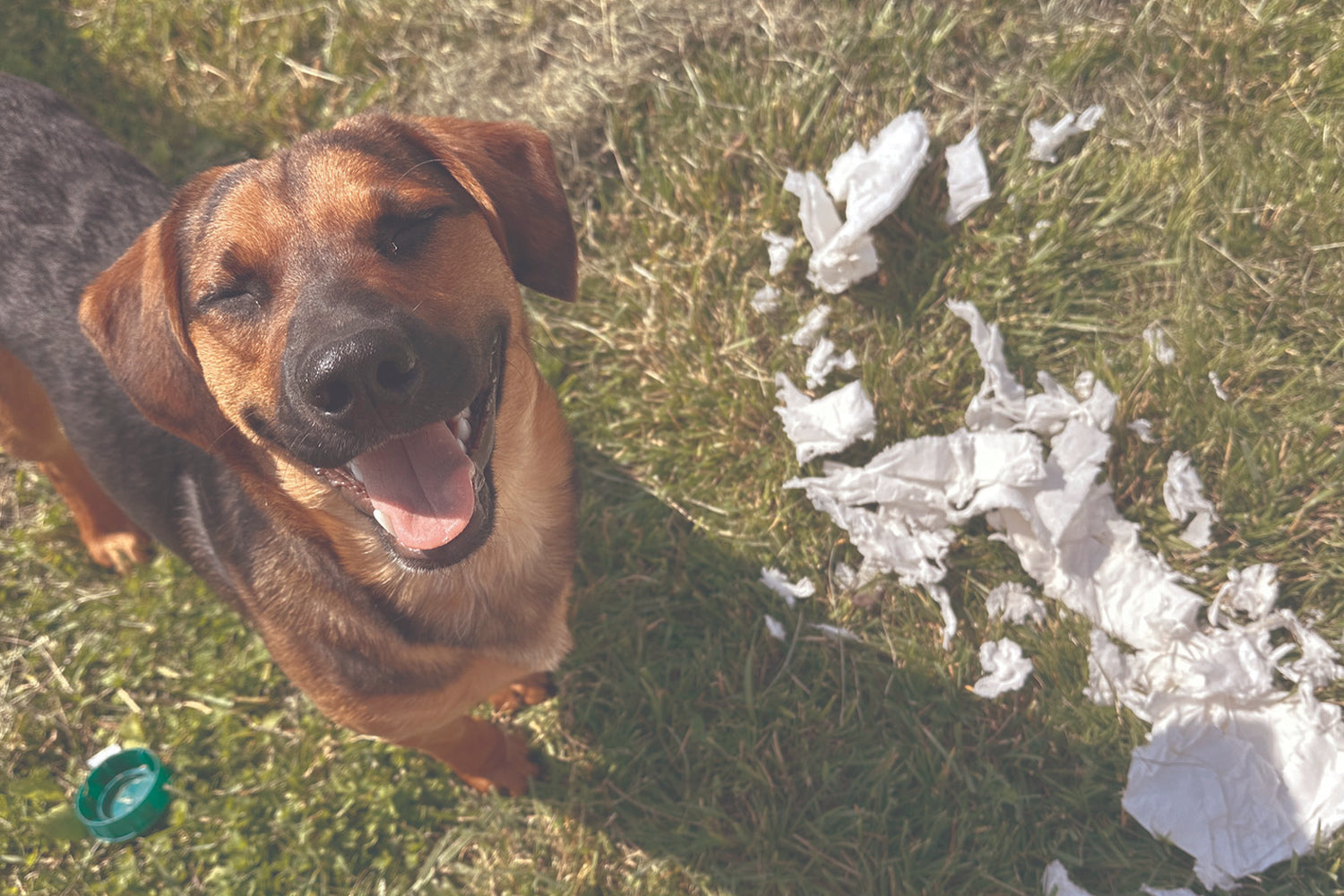 STINKER OF THE MONTH /MARCH  2026 : HEX