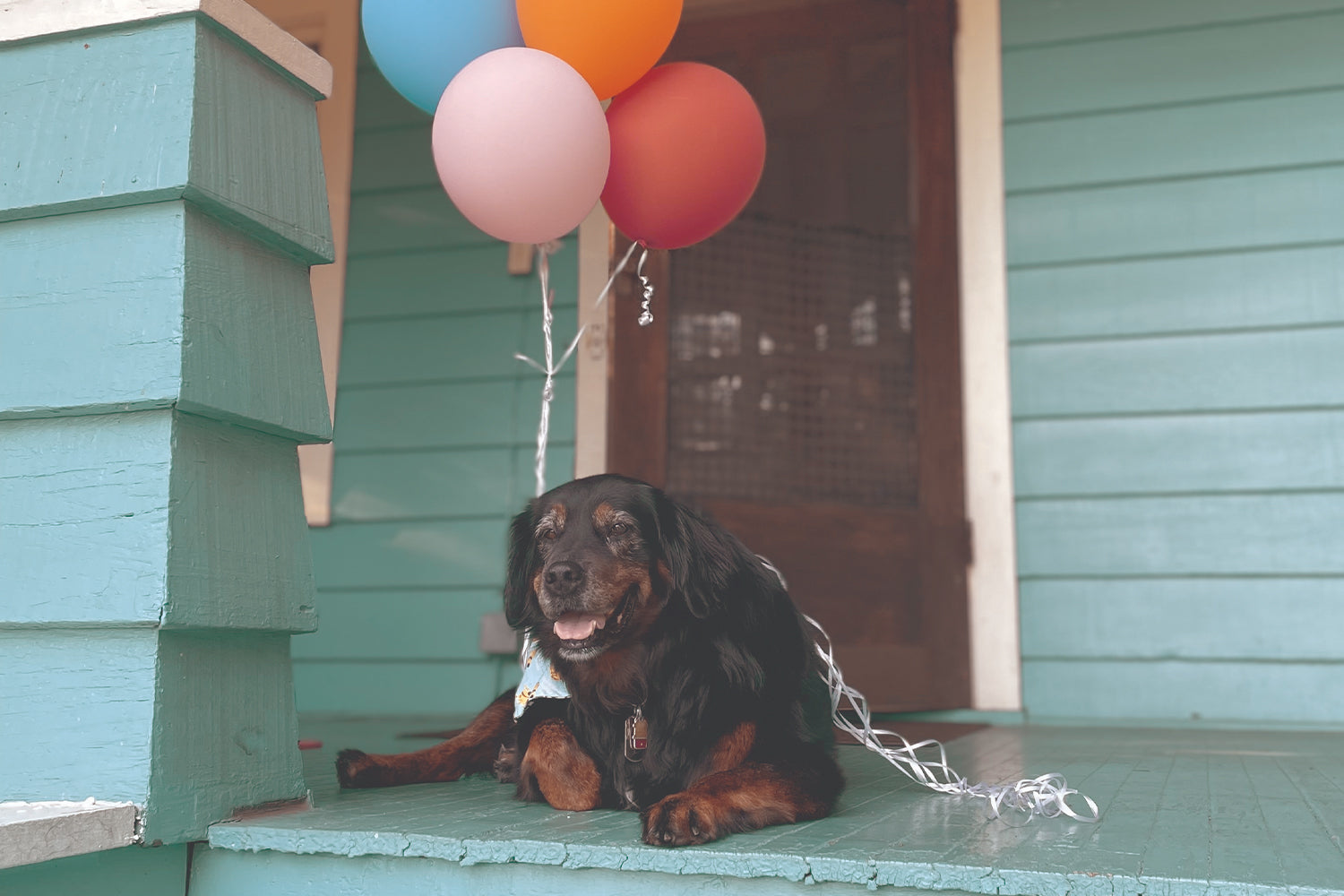 STINKER OF THE MONTH / OCTOBER 2025 : IZZA