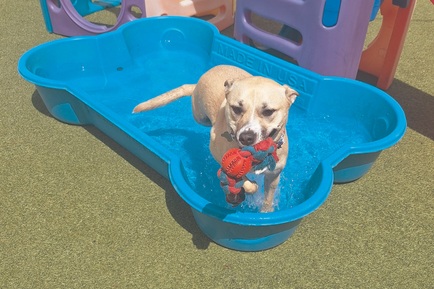 STINKER OF THE MONTH / JUNE  2026 : JUNE