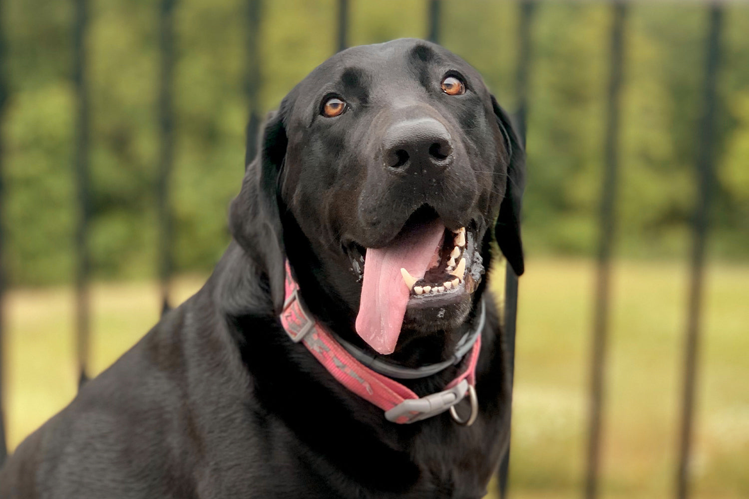 STINKER OF THE MONTH / APRIL 2025 : MAISIE MAE