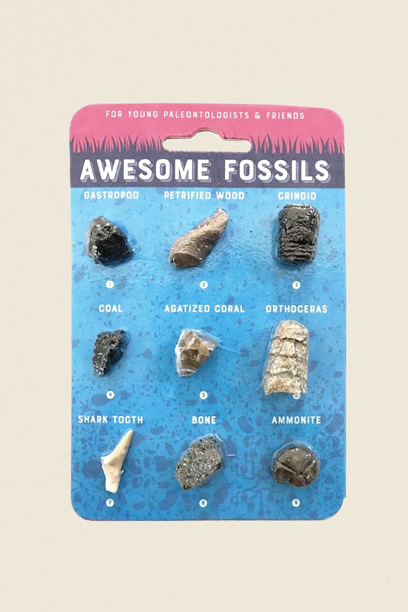 Awesome Fossils Collection